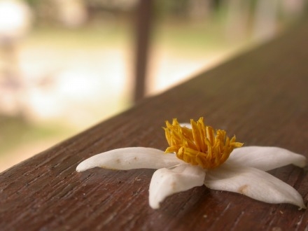 季節性のない熱帯で，種をまたいでまで同調して開花するフタバガキ科の花