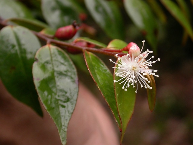 熱帯山地林に多く生育するフトモモ科アデク属の花