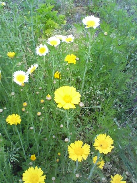 畑で育った春菊の花です。同じ野菜なのに、花の色が２種類あるのはなぜでしょう。