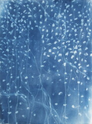 cyanotype on paper、750×560mm、