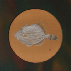 尾山篤二郎「鮍」絵絹、染料、日本画顔料 、235×235mm(円形) 、額付¥77,000 尾山篤二郎「鮍」絵絹、染料、日本画顔料 、235×235mm(円形) 、額付¥77,000