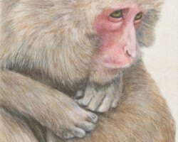 飯田健二「毛づくろい」2026、パネル、和紙、墨、水金箔、岩絵具、土絵具、228×160×20mm、¥25,300(税込)